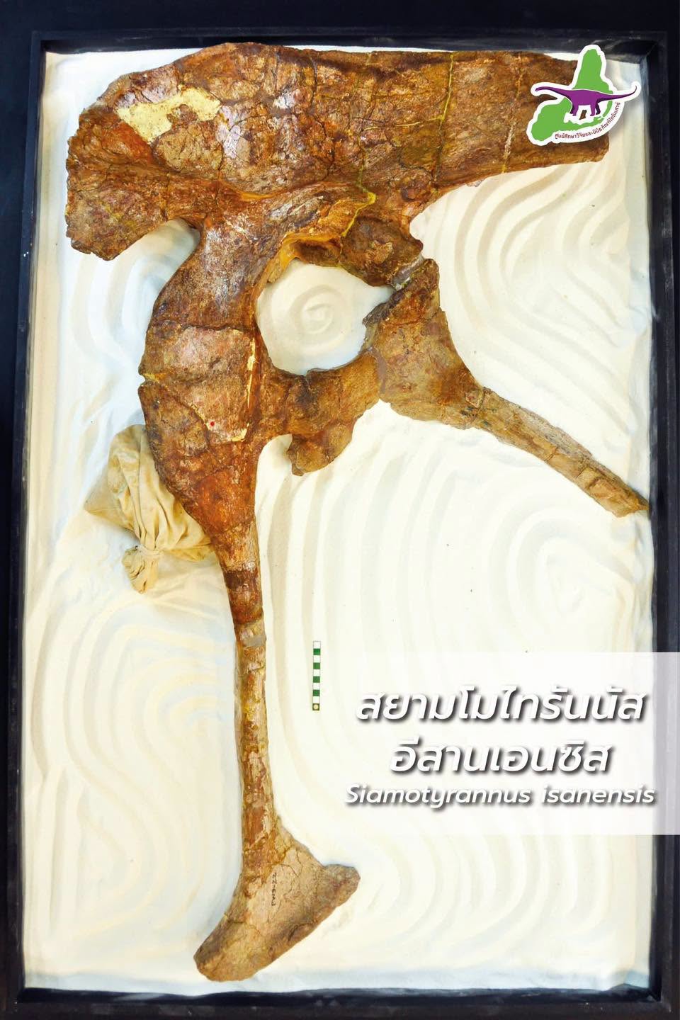 สยามโมไทรันนัส อีสานเอนซิส (𝑆𝑖𝑎𝑚𝑜𝑡𝑦𝑟𝑎𝑛𝑛𝑢𝑠 𝑖𝑠𝑎𝑛𝑒𝑛𝑠𝑖𝑠)