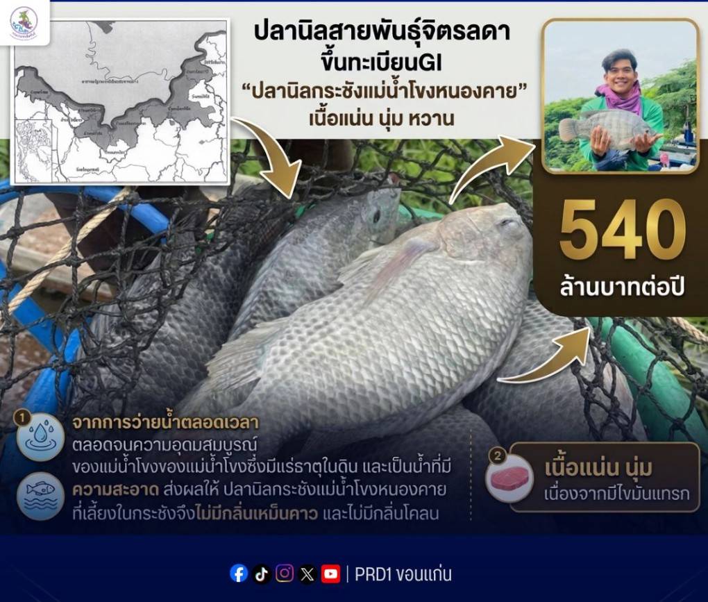 ปลานิลสายพันธุ์จิตรลดา ขึ้นทะเบียนGI &ldquo;ปลานิลกระชังแม่น้ำโขงหนองคาย&rdquo; เนื้อแน่น นุ่ม หวาน  ปลานิลกระชังแม่น้ำโขงหนองคาย สินค้า GI ลำดับที่ 3 ของ จ.หนองคาย ต่อจากกล้วยตากสังคม และสับปะรด ศรีเชียงใหม่