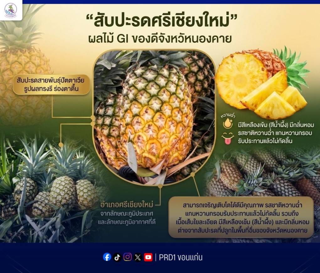 &ldquo;สับปะรดศรีเชียงใหม่&rdquo;&nbsp;ผลไม้ GI ของดีจังหวัดหนองคาย  &nbsp;สับปะรดสายพันธุ์ปัตตาเวีย รูปผลทรงรี ร่องตาตื้น&nbsp; &nbsp;มีสีเหลืองเข้ม (สีน้ำผึ้ง) มีกลิ่นหอม รสชาติหวานฉ่ำ แกนหวานกรอบ รับประทานแล้วไม่กัดลิ้น