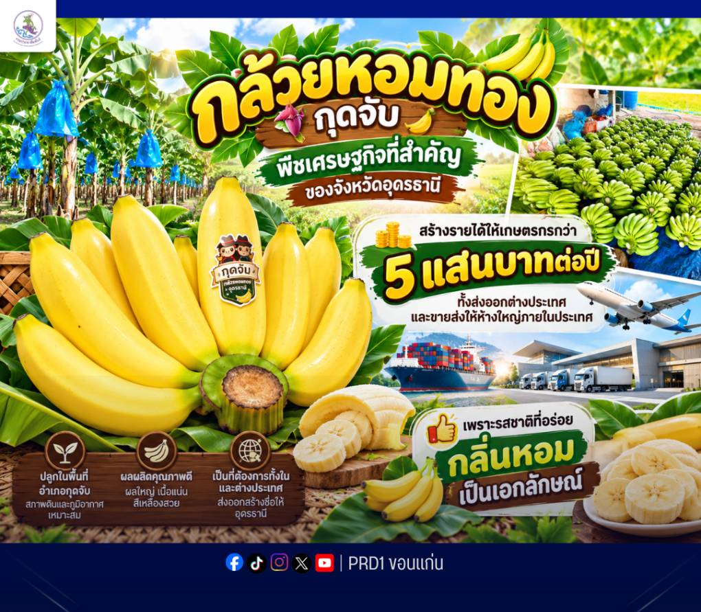 กล้วยหอมทอง กุดจับพืชเศรษฐกิจที่สำคัญของจังหวัดอุดรธานี สร้างรายได้ ให้เกษตรกรกว่า 5 แสนบาทต่อปี